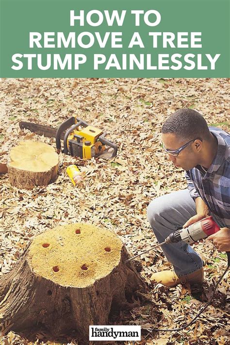 The Complete Guide to Removing a Tree Stump with A Mini 